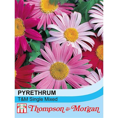 Pyrethrum 'T&M Single Mixed' seeds | Thompson & Morgan