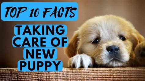 TOP 10 Tips How To Take Care of a New Puppy – HousePetsCare.com