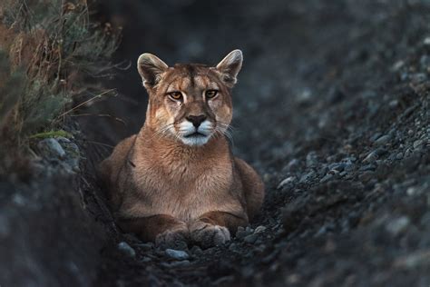 10 Wildlife Photography Tips for Beginners