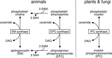 The Multigenic Sphingomyelin Synthase Family* - Journal of Biological ...