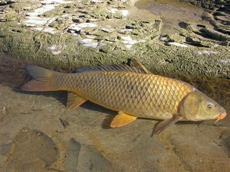 European Carp (Fish of Deep Creek Lake MD, US) · NaturaLista Mexico