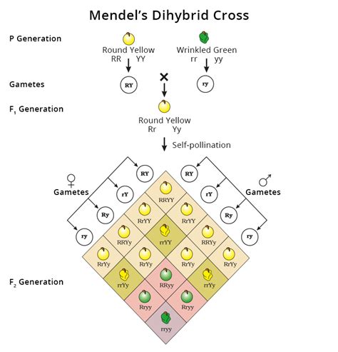 Dihybrid Cross Punnett Square