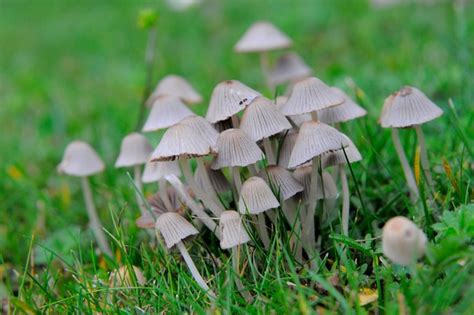 What is a Toadstool? - BBC Gardeners World Magazine