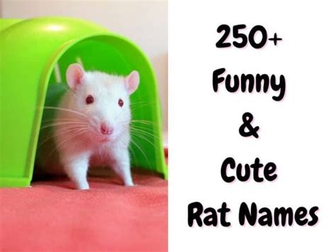 Rat Names: 250+ Unique & Cute Names for a Rat - The Pet Savvy