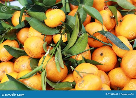 Orange Fruits in the Market Stock Image - Image of market, health: 37647659