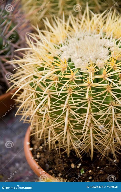 Cactus in a pot stock photo. Image of pattern, macro - 12524476