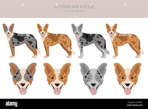 Australian koolie clipart. Different poses, coat colors set. vector ...