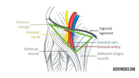 Femoral Region Location