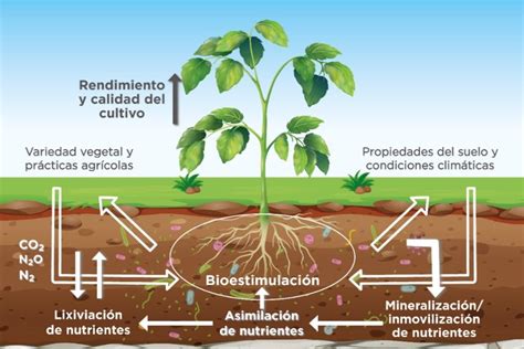 Figura 1. Procesos biológicos regulados por los microorganismos ...