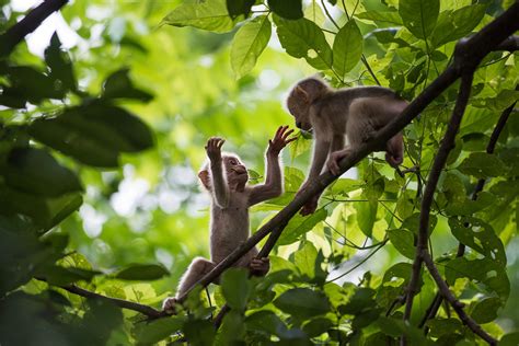 Baby Stump-Tailed Macaques at Play | Sean Crane Photography