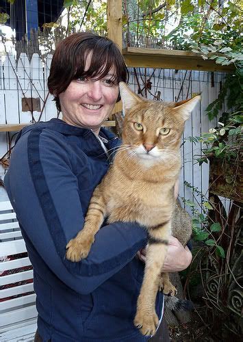 ~ Chausie Cat ~ This photo shows the size. (A breed usually 18 - 35 ...