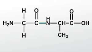 Structure Of Dipeptide