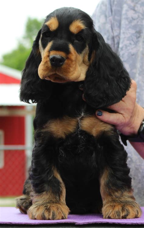 Cocker Spaniel Black White And Brown