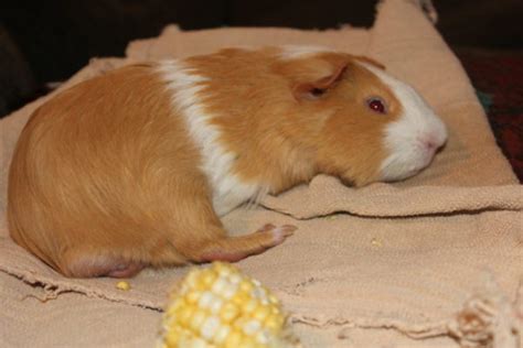 The Best Guinea Pig Bed Your Pet Will Love • A Family Lifestyle & Food Blog