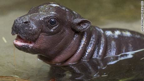 Pygmy hippo was born at the San Diego Zoo, the first in over 30 years - CNN