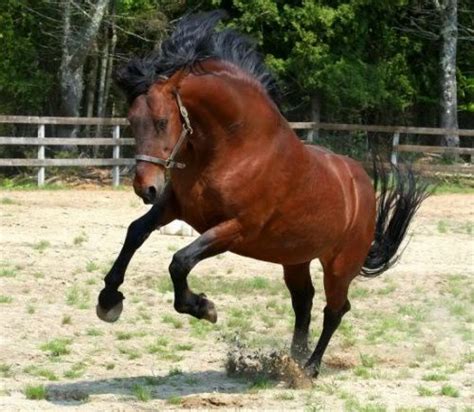 Cleveland Bay Horse Info, Origin, History, Pictures