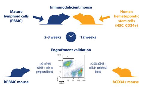 Humanized Mouse Model Head to Head: hPBMC vs hCD34+