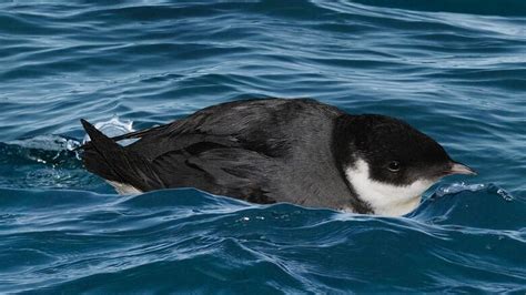 Marathon Migration of the Ancient Murrelet | CBC Radio