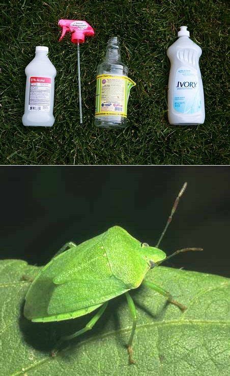 Isopropyl Alcohol = bug spray. In fact, it's the only thing we've found ...