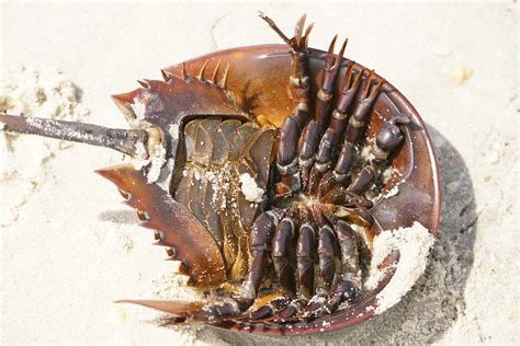 Helping Overturned Horseshoe Crabs – Updates from the U.S. Fish and ...