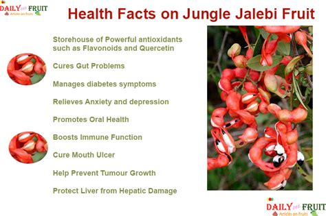 Health Facts On Jungle jalebi Fruit Kodukkapuli - dailyonefruit