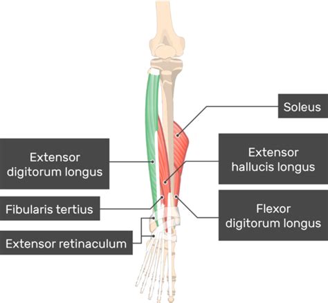 Extensor Digitorum Longus: origin, insertion, action | GetBodySmart