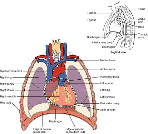 Heart Anatomy · Anatomy and Physiology