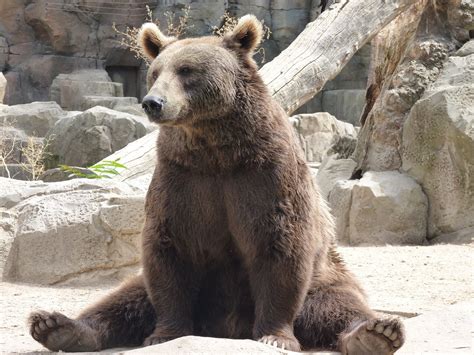 Bear Sitting Animal - Free photo on Pixabay - Pixabay