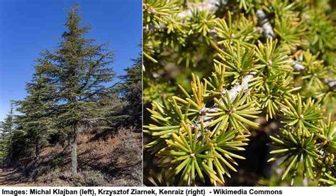 Types of Cedar Trees with Identification Guide (Pictures, and Name ...