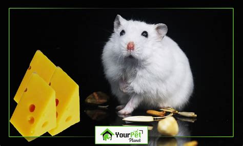 Can Hamsters Eat Cheese? - Hamster - Your Pet Planet