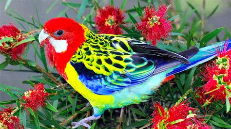 Beautiful Wallpapers for Desktop: Beautiful Birds HD Wallpapers