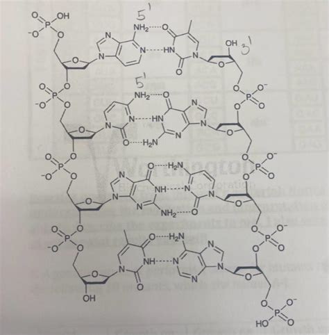 Solved please indicate the 5' and 3' ends of both strands in | Chegg.com