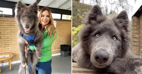 The Epoch Times: This rare giant 'blue wolfdog' is goofy and fun—but ...