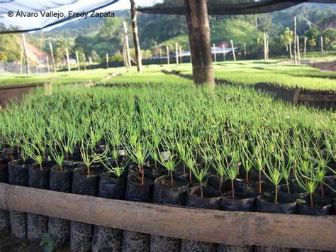 Pino oocarpa - Forestal Maderero