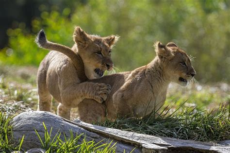 Pouncing Playtime for San Diego Zoo Safari Park Lion Cubs | San diego ...