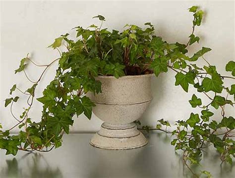 English Ivy Houseplants: How to Care For Hedera Helix Indoors