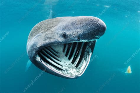 Basking shark feeding on plankton in surface waters - Stock Image ...