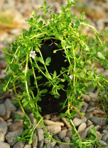 Brahmi (Bacopa monnieri) potted plant, organic | Strictly Medicinal Seeds