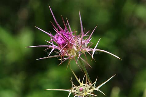 Thorny Plants and Flowers in a Forest Glade Stock Image - Image of ...