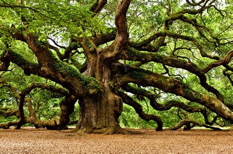 Explore the Angel Oak: The 400-500 Year Old Tree