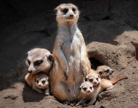 Meerkat – Facts, Size, Habitat, Pictures