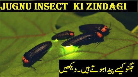 Jugnu insect | jungle ki zindagi - YouTube