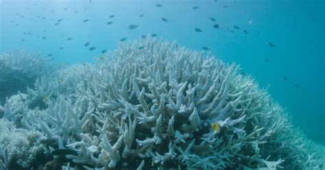 Coral bleaching hits the Great Barrier Reef for the second year in a row