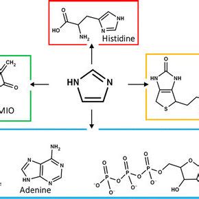 Imidazole compounds in contemporary metabolism. The chemical structures ...