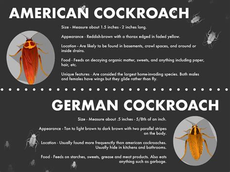 German vs. American Cockroaches - Massey Services, Inc.