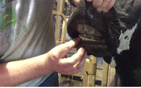 Cows 101: Do Cows Have Teeth? (Video) - Clover Meadows Beef