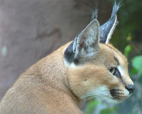 Caracal Facts - Animal Facts Encyclopedia