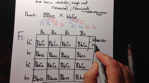 Dihybrid Punnett Square / Dihybrid Example 2 Video - YouTube : A ...