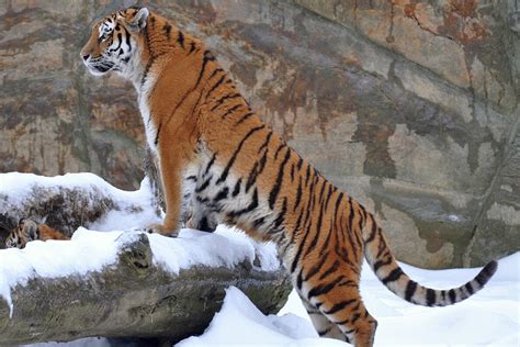 Siberian Tiger (Amur Tiger) - Facts For Kids, Pictures, Habitat ...