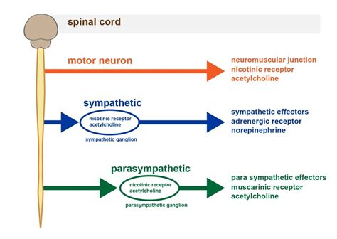 5. Autonomic Nervous System • Functions of Cells and Human Body